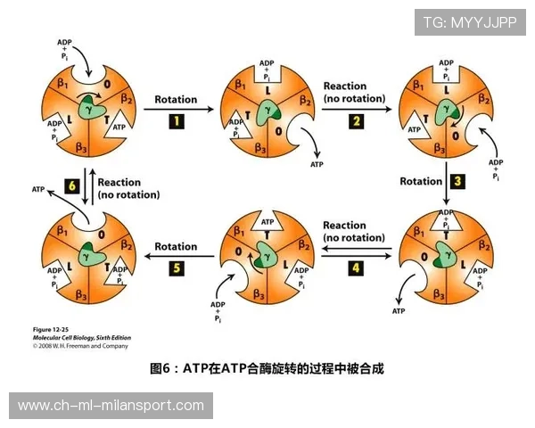 ATP世界格局迎来新变化
